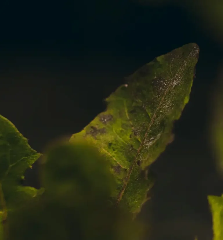 Abstract circular wooden structure representing the stable and resilient supply chain networks of global food organizations.