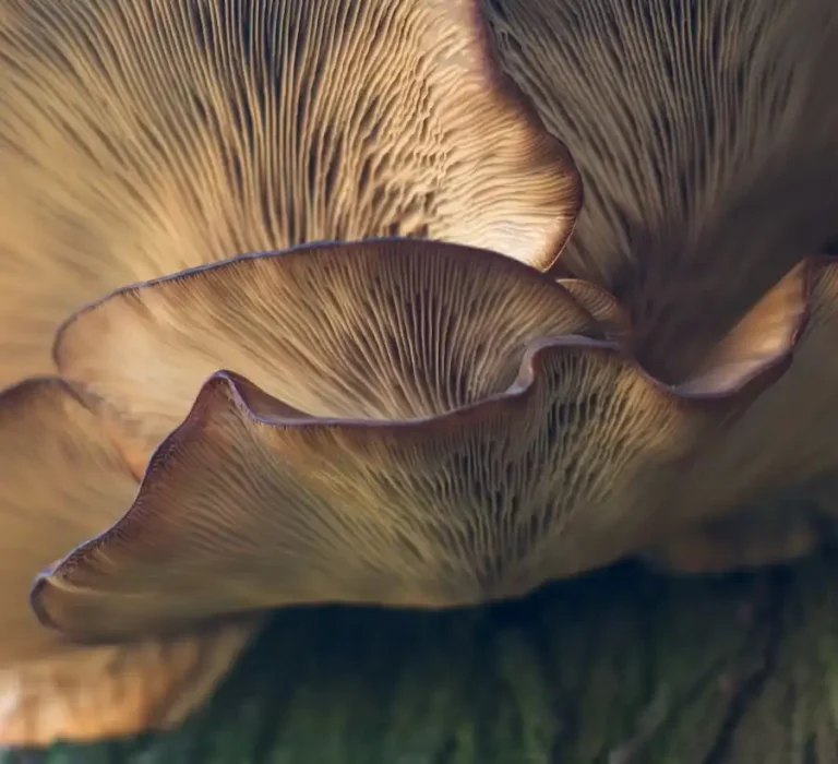 Close-up of overlapping mushroom gills representing organic growth, resilience, and cross-functional leadership in food sustainability and agri-tech companies.