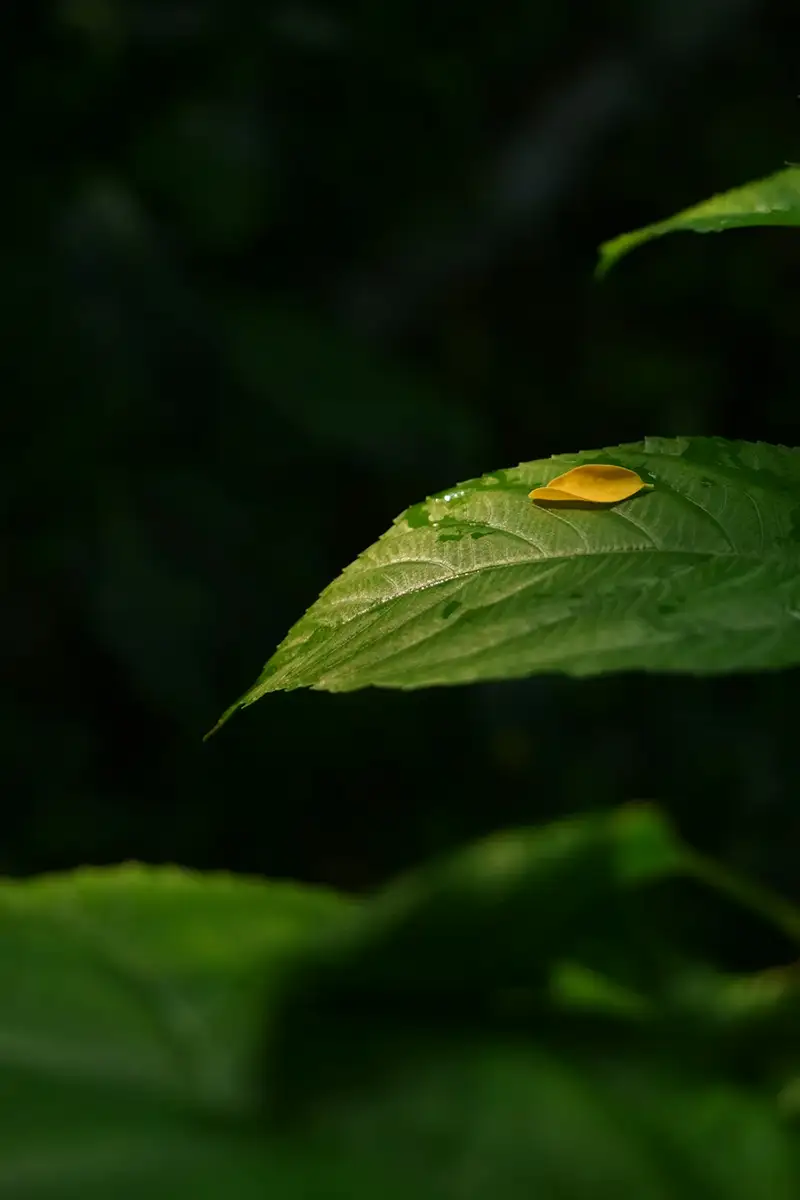 Yellow petal on green leaf symbolizing sustainable food sourcing.