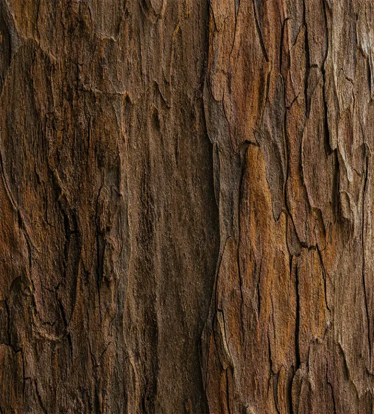 Vertical brown tree bark texture representing grounded leadership assessment and operational realities in executive search.