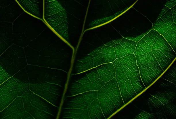 Macro view of green leaf veins symbolizing sector depth and practical understanding of regenerative agriculture practices in the food value chain.